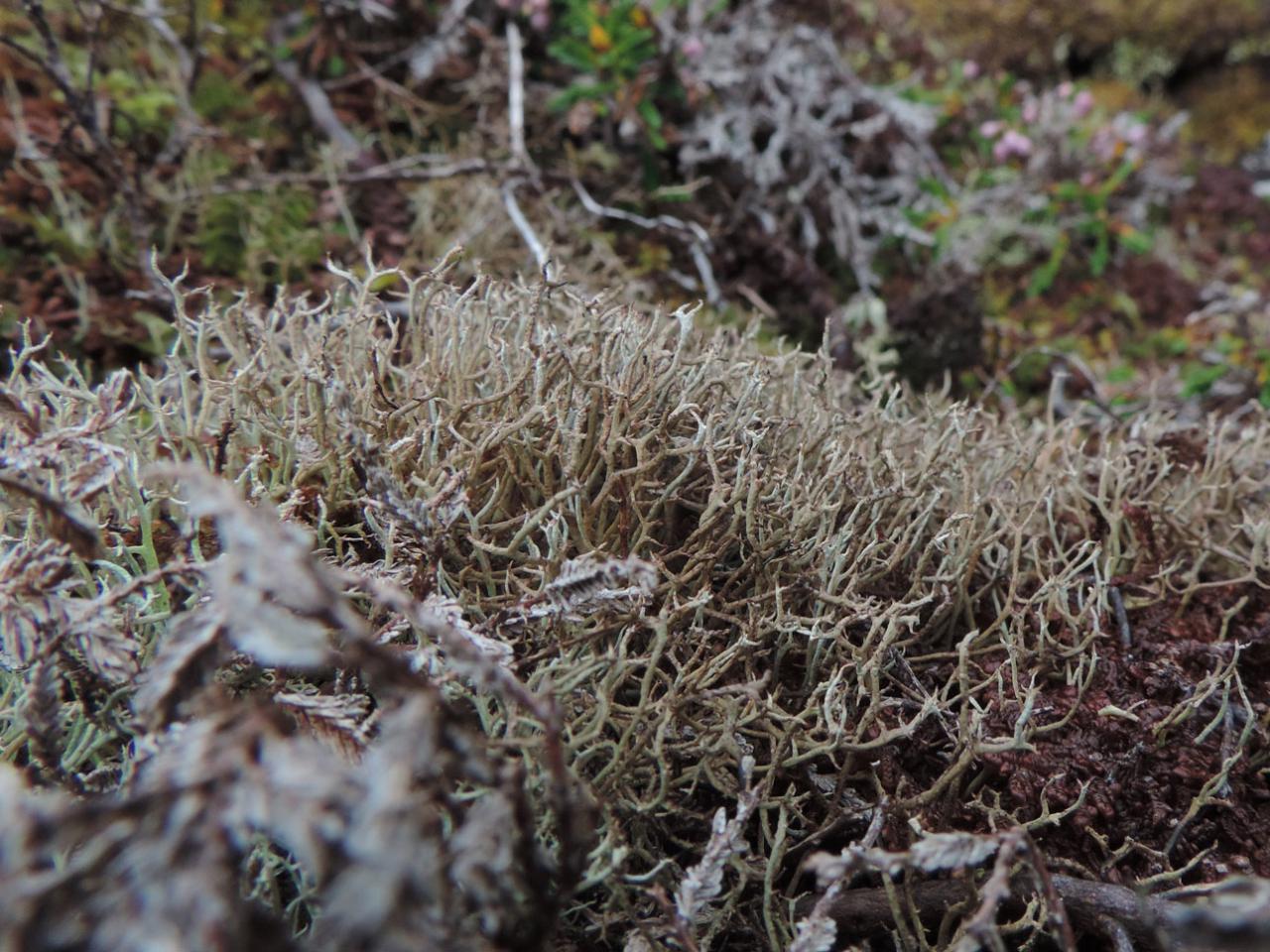 Cladonia stereoclada, large podetia, on thin humus over rock, coastal moorland, Clogher Head, Dingle © Neil A Sanderson Cladonia stereoclada, Clogher Head, Dingle