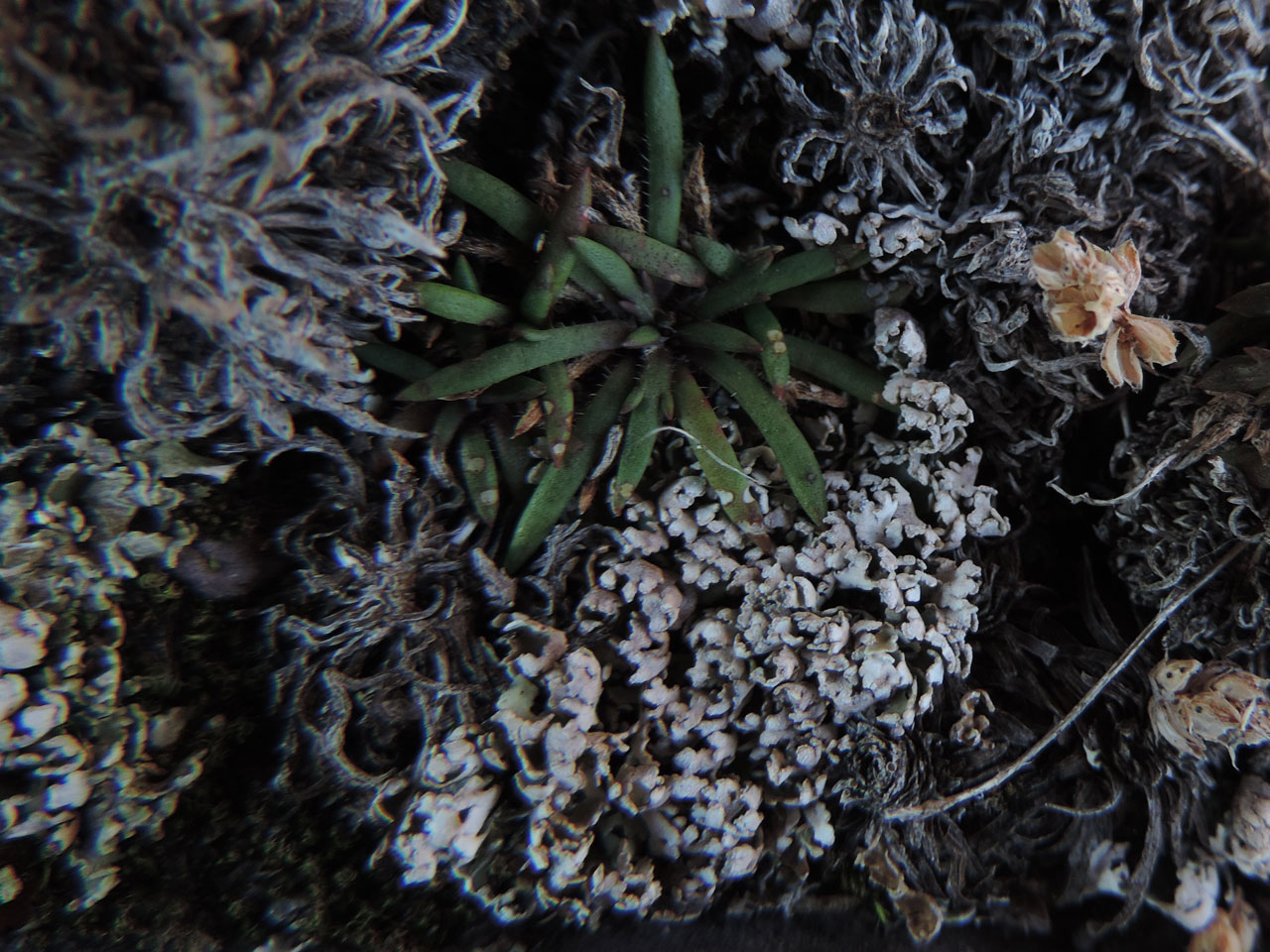 Cladonia firma, dry thallus, in crevice in costal slope, Ducalla Head, Kerry © Neil A Sanderson Cladonia firma, Ducalla Head, Ducalla Head, Kerry
