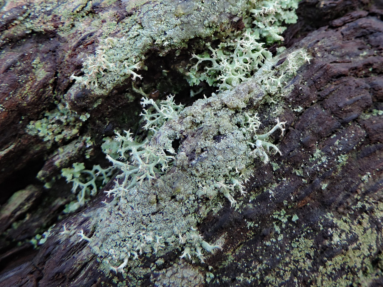 Cladonia portentosa, Matley Wood, New Forest