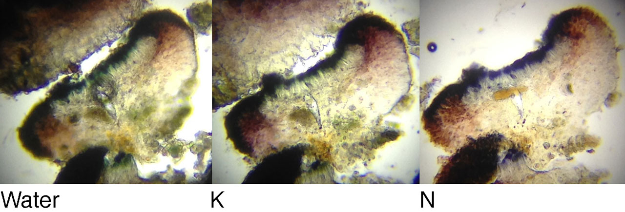 Scutula circumspecta, apothecia in water, K & N, from small wound track on old Beech, Denny Wood, New Forest © Neil A Sanderson Scutula circumspecta, Denny Wood, New Forest