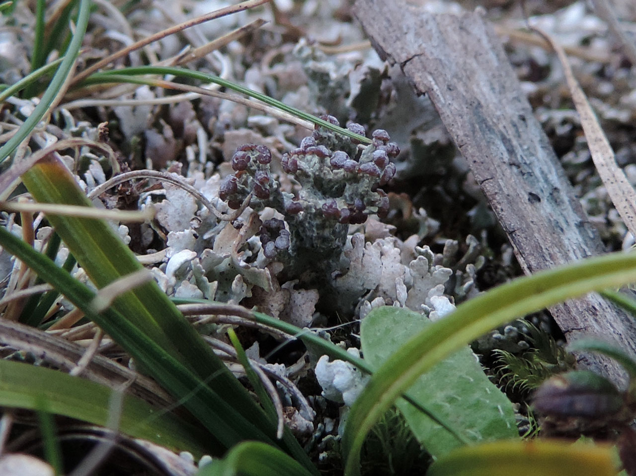 Cladonia symphycarpa, K+ yellow to red chemotype, with podetia & squamule edges darkened with violet tones visible, Wavering Down, Mendips © Neil A Sanderson Cladonia symphycarpa, Wavering Down, Mendips
