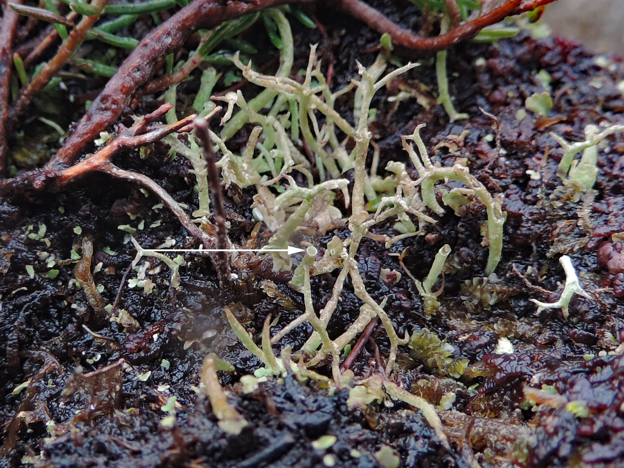 Cladonia stereoclada, arrow indicates the solid central axis, filled with translucent material, coastal moorland, Crummie's Bay, East Donegal  © Neil A Sanderson Cladonia stereoclada, Crummie's Bay, East Donegal