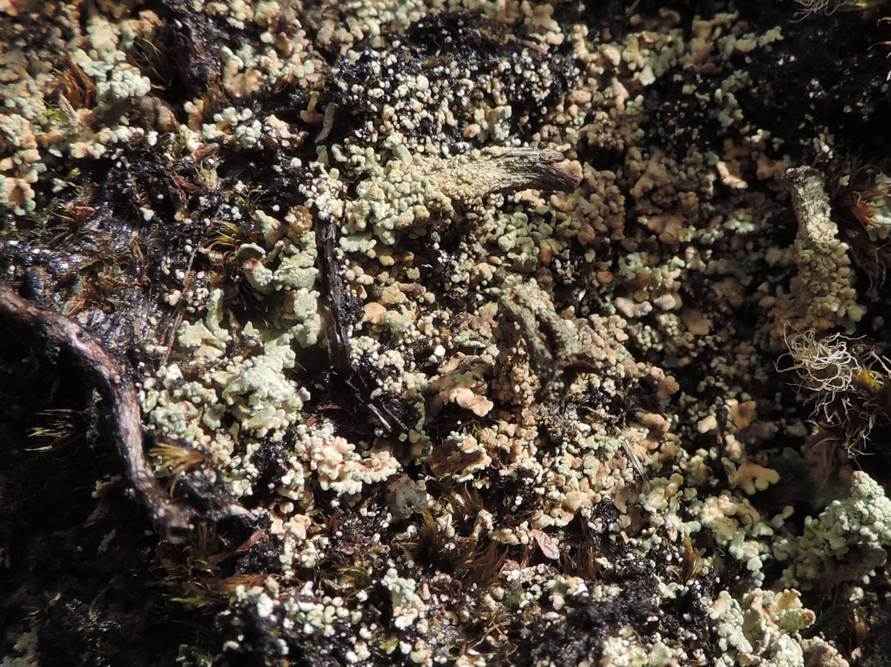  Cladonia luteoalba, The Mournes, Co. Down