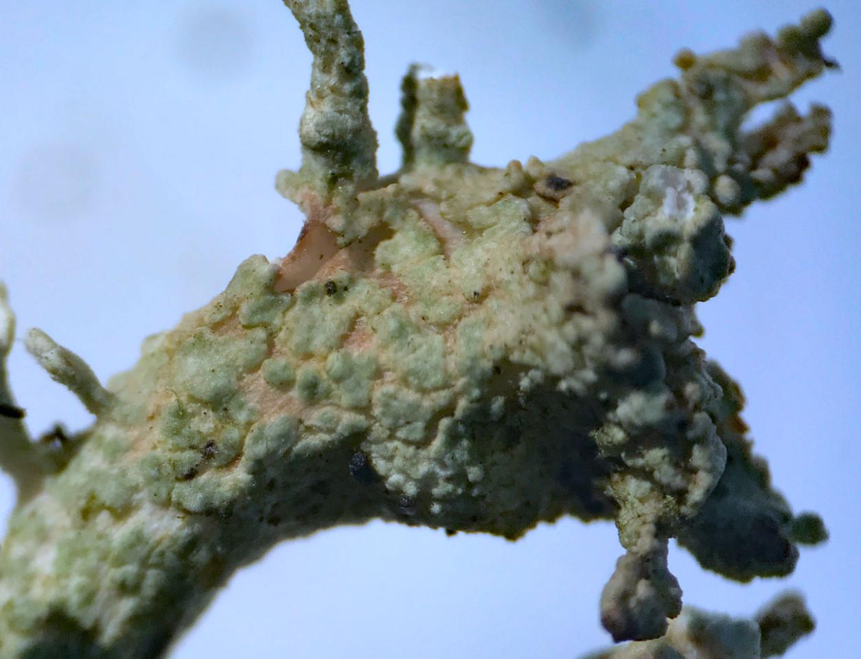 Cladonia phyllophora, a close up showing the coarsely areolate cortex with the distinctive subarachnoid surface between, Carn Mountain, The Mournes, Co. Down © Neil A Sanderson Cladonia phyllophora, cortex, Carn Mountain, The Mournes, Co. Down