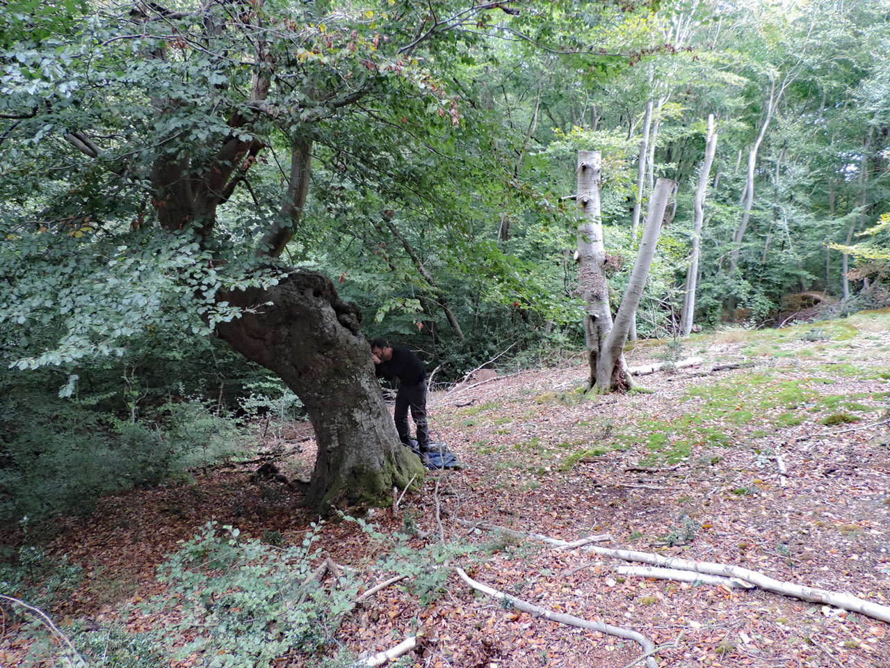 Scutula circumspecta, habitat, ancient Beech pollard in pasture woodland under restoration, Burnham Beeches, Buckinghamshire © Neil A Sanderson Scutula circumspecta, habitat, Burnham Beeches