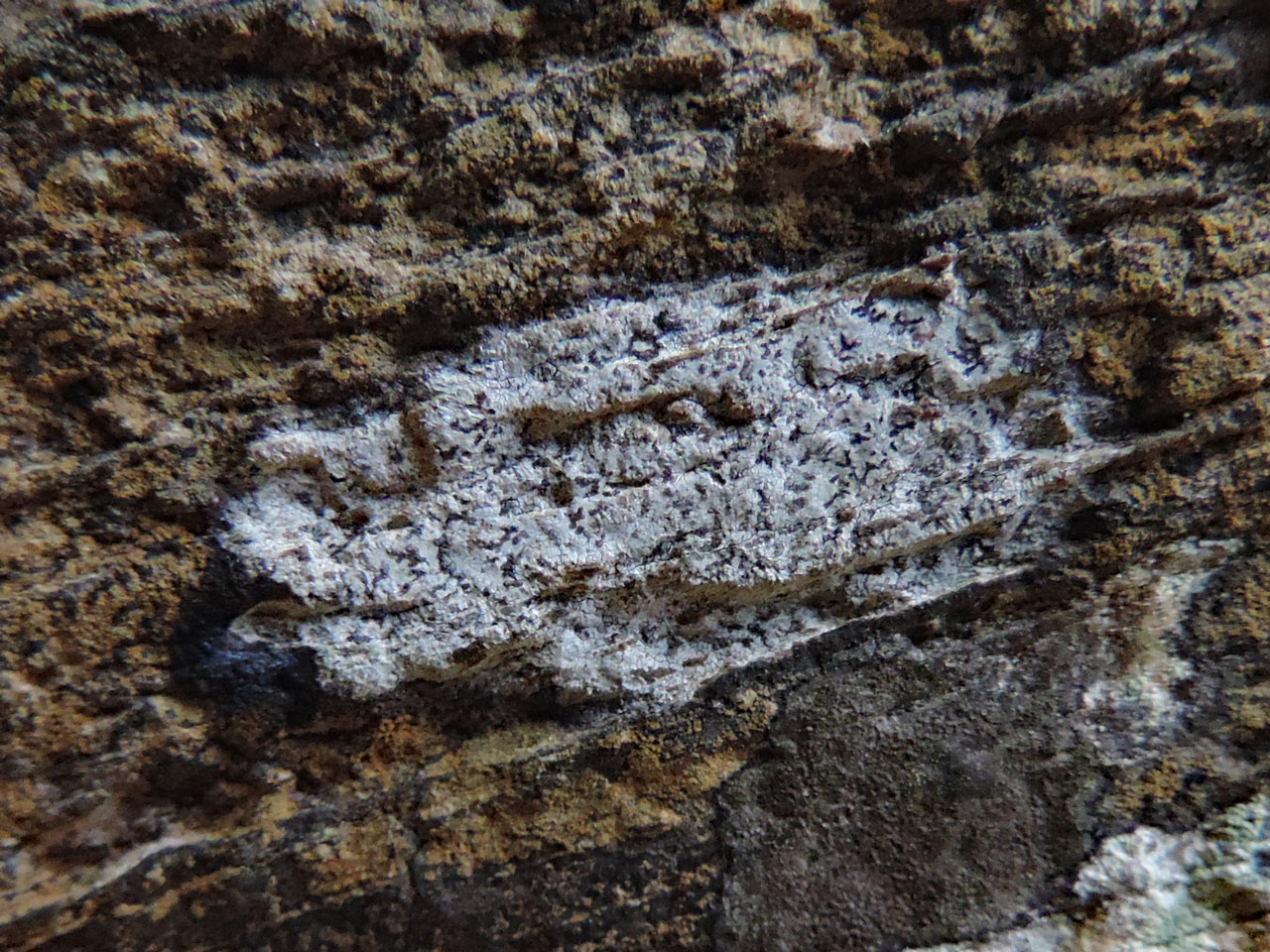 Reichlingia dendritica on an overhanging rock outcrop in oceanic woodland, Coed Glanrafon, Coedydd Maentwrog NNR © Neil A Sanderson Reichlingia dendritica, Coedydd Maentwrog NNR