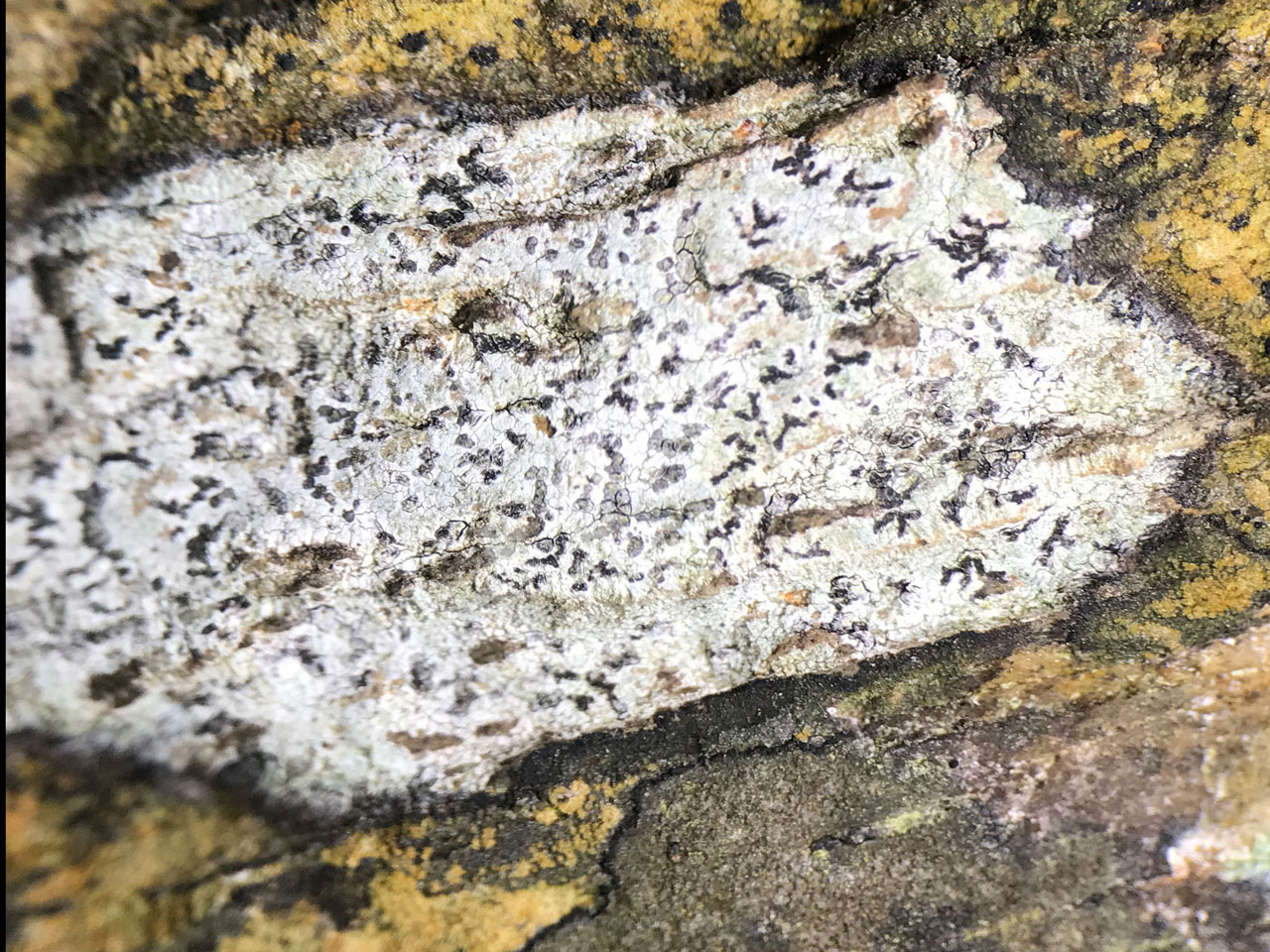 Reichlingia dendritica, a close view, on an overhanging rock outcrop in oceanic woodland, Coed Glanrafon, Coedydd Maentwrog NNR © Neil A Sanderson Reichlingia dendritica, Coedydd Maentwrog NNR