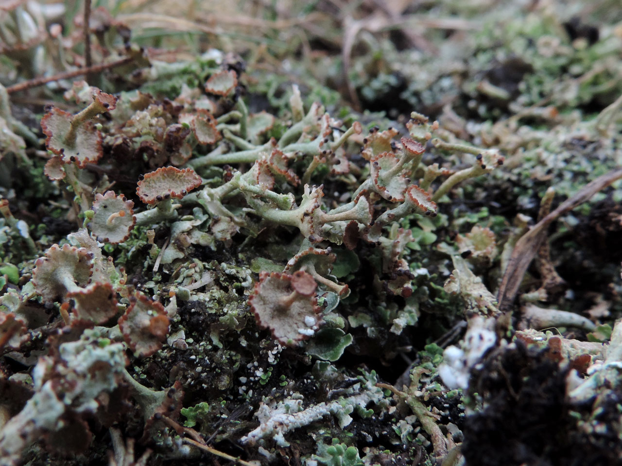 Cladonia verticillata, Homey Ridge, New Forest