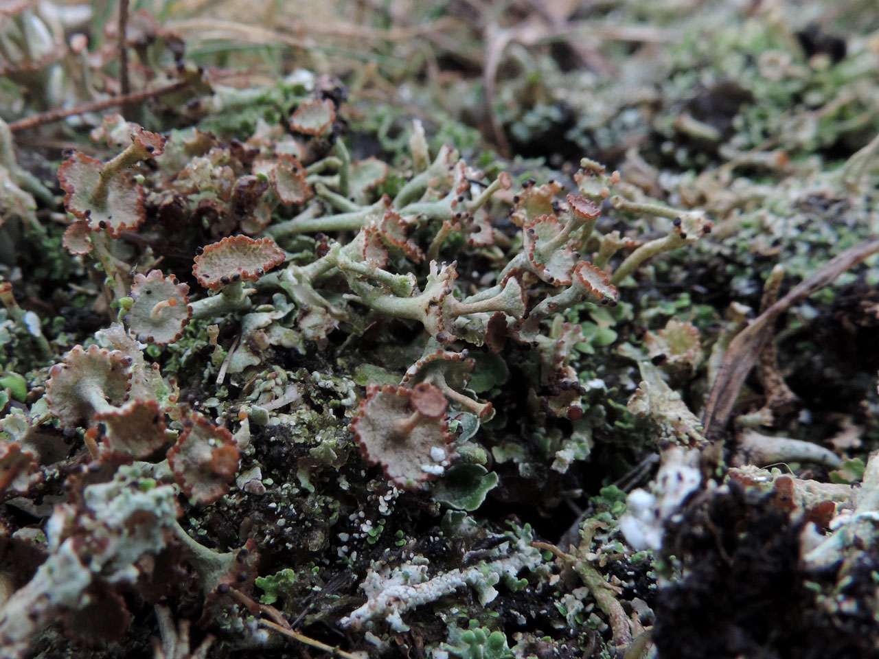 Cladonia verticillata, maturing material with the distinctive rounded squamules prominent, on hollow way bank in humid heath, Homey Ridge, New Forest Cladonia verticillata, Homey Ridge, New Forest
