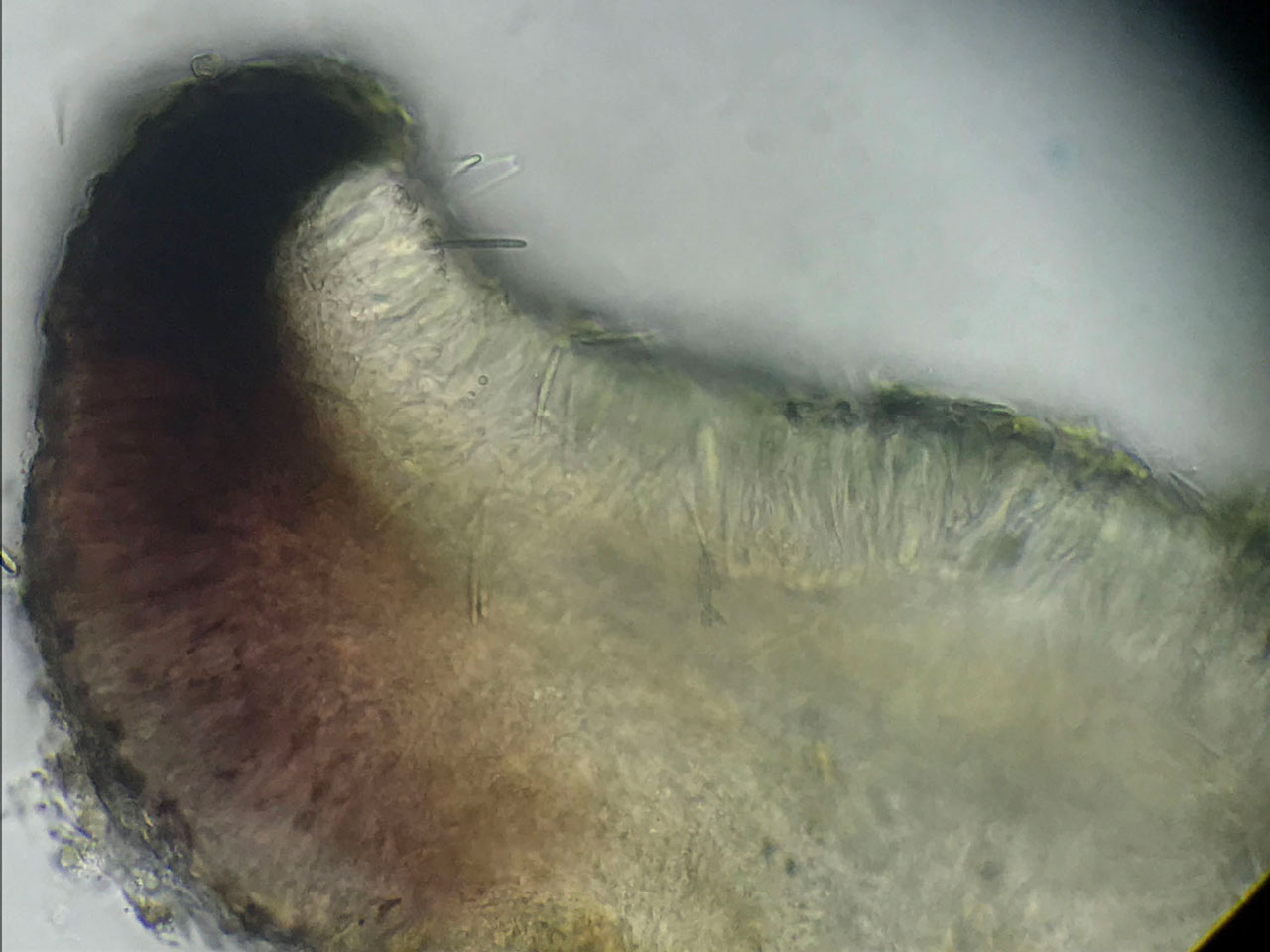 Scutula circumspecta, apothecia cross section in K, closer view showing spores, on Beech, Long Beech Inclosure, New Forest © Neil A Sanderson Scutula circumspecta, Long Beech Inclosure, New Forest