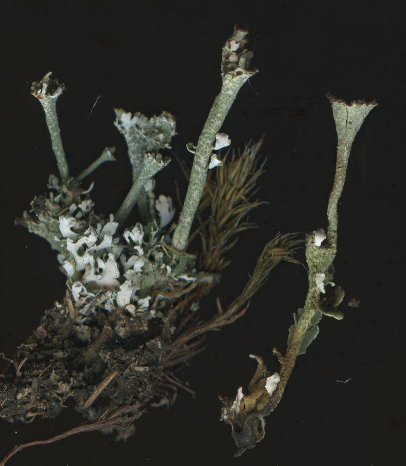 Cladonia phyllophora, scan of specimen from a lichen heath over a shale outcrop, Mytton Dingle, Stiperstones, Shropshire © Neil A Sanderson Cladonia phyllophora, Mytton Dingle, Stiperstones, Shropshire