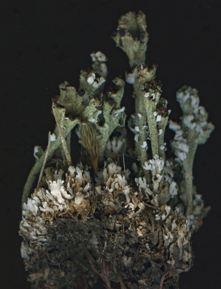 Cladonia phyllophora, scan of specimen from a lichen heath over a shale outcrop, Mytton Dingle, Stiperstones, Shropshire © Neil A Sanderson Cladonia phyllophora, Mytton Dingle, Stiperstones, Shropshire