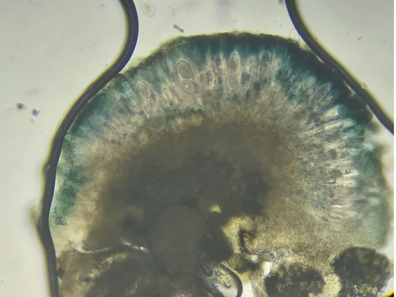 Mycoblastus alpinus, Coed y Rhygen NNR, Meirionnydd 