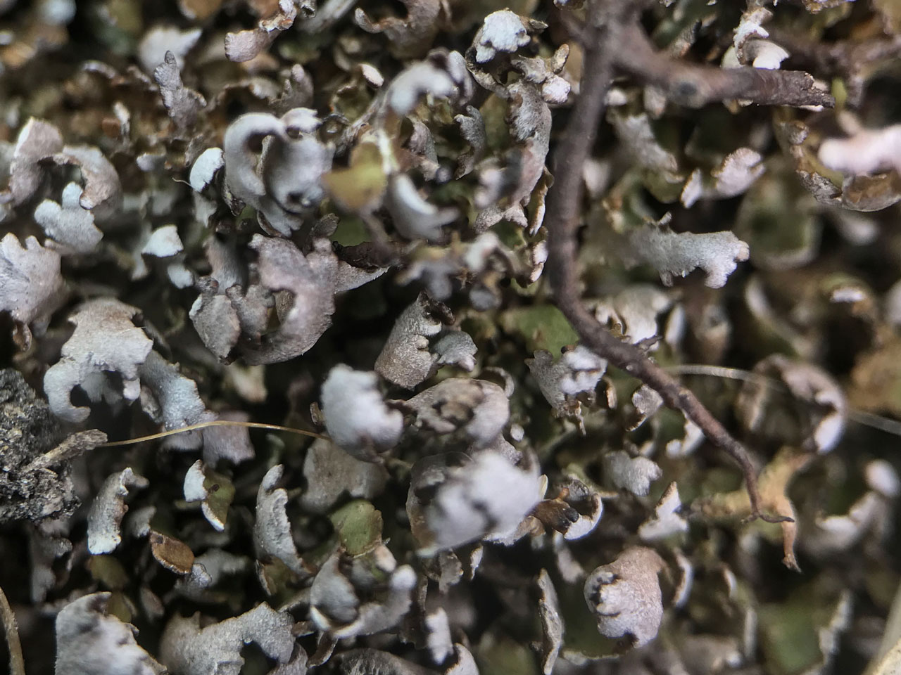Cladonia cervicornis, a dry sterile squamule mat, closer view showing the grey-brown underside, Shedfield Common, S. Hampshire © Neil A Sanderson Cladonia cervicornis, Shedfield Common, S. Hampshire