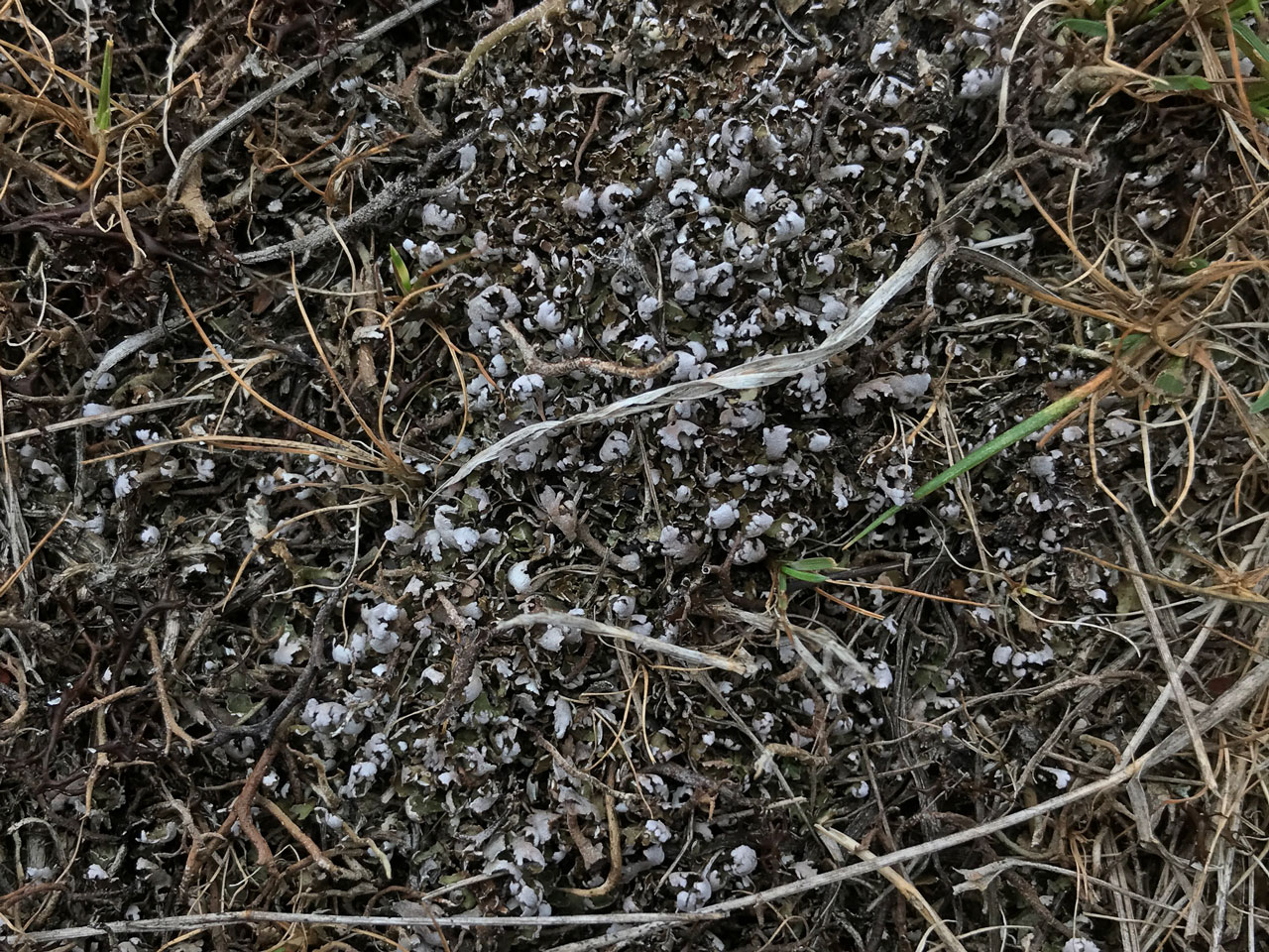 Cladonia cervicornis, a dry sterile squamule mat, Shedfield Common, S. Hampshire © Neil A Sanderson Cladonia cervicornis, Shedfield Common, S. Hampshire