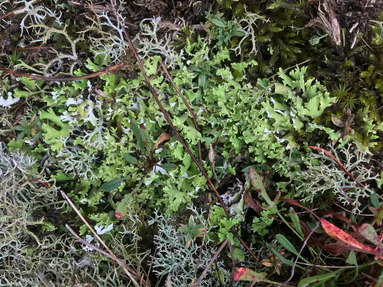 Cladonia foliacea m. convoluta, with squamules over 2cm long, breckland lichen heath, Maidencross Hill, The Brecklands Cladonia foliacea m. convoluta, Maidencross Hill, The Brecklands