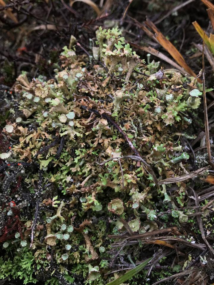 Cladonia cervicornis, a morph (microphylla) with very dissected bifurcating basal squamules, Hampton Ridge, New Forest © Neil A Sanderson Cladonia cervicornis (microphylla morph), Hampton Ridge, New Forest