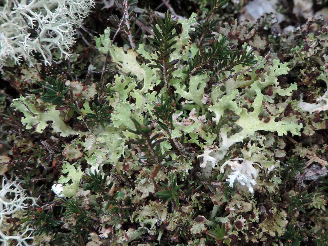 Cladonia foliacea m. convoluta, with squmules over 2cm long so within the size range of the convoluta morph, coastal heathland, Headon Warren, Isle of Wight © Neil A Sanderson  Cladonia foliacea m. convoluta, Headon Warren, Isle of Wight