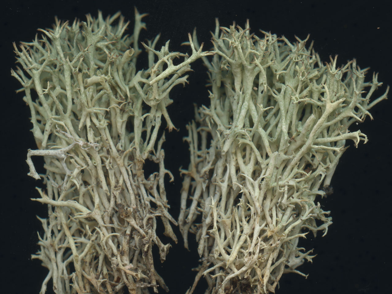 Cladonia uncialis subsp. uncialis, Headon Warren, Isle of Wight