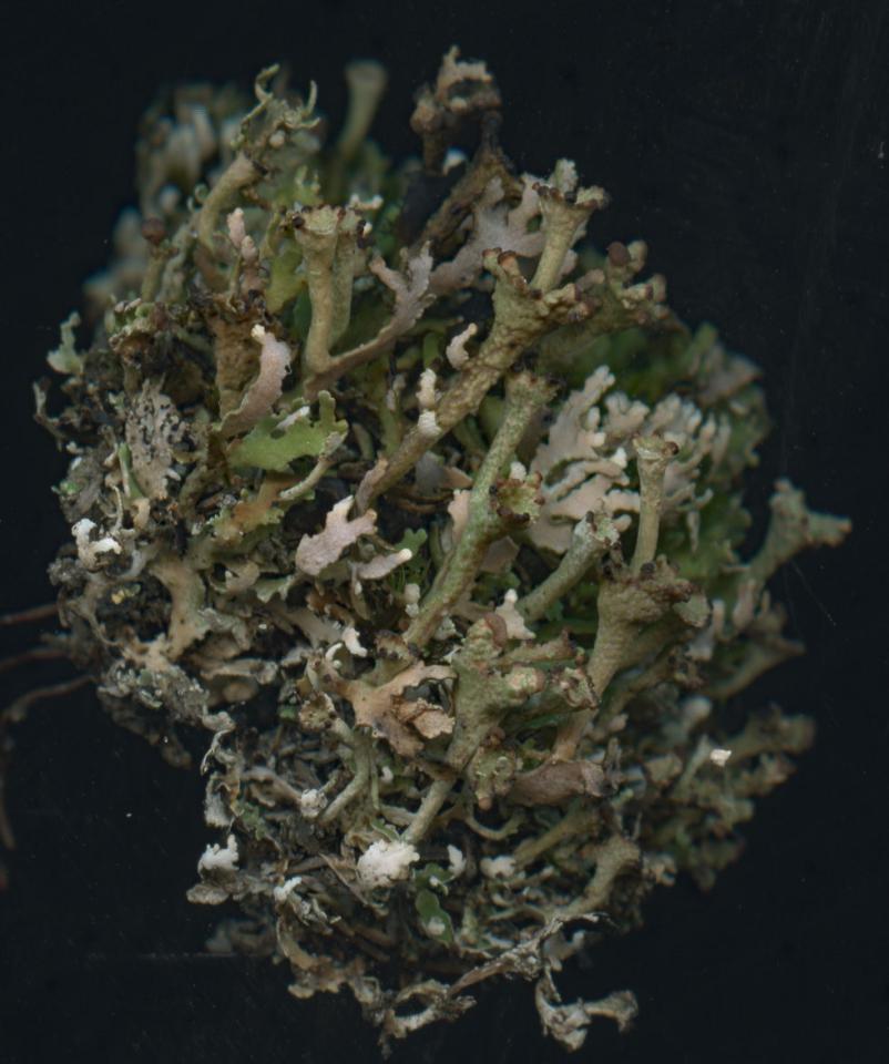 Cladonia cervicornis, a scan of a morph (microphylla) with very dissected bifurcating basal squamules, Headon Warren, Isle of Wight © Neil A Sanderson Cladonia cervicornis (microphylla morph), Headon Warren, Isle of Wight