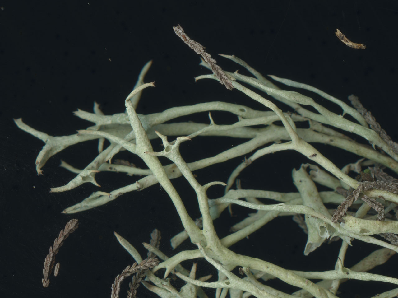 Cladonia uncialis subsp. biuncialis, showing branching in threes and twos, humid heath, Shatterford Bottom, New Forest © Neil A Sanderson Cladonia uncialis subsp. biuncialis, Shatterford Bottom, New Forest