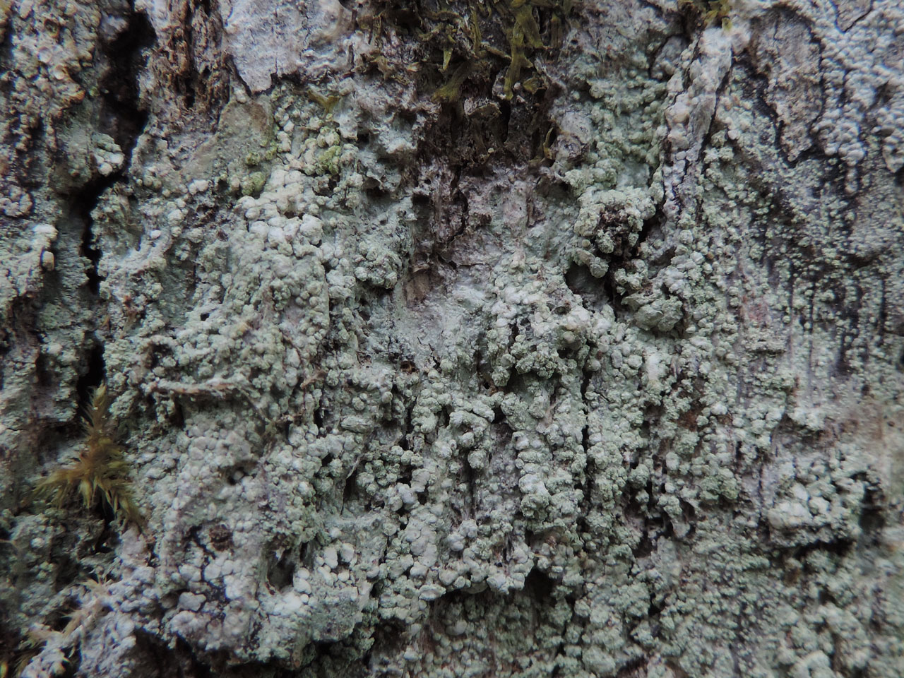 Megalospora tuberculosa, Frame Wood, New Forest