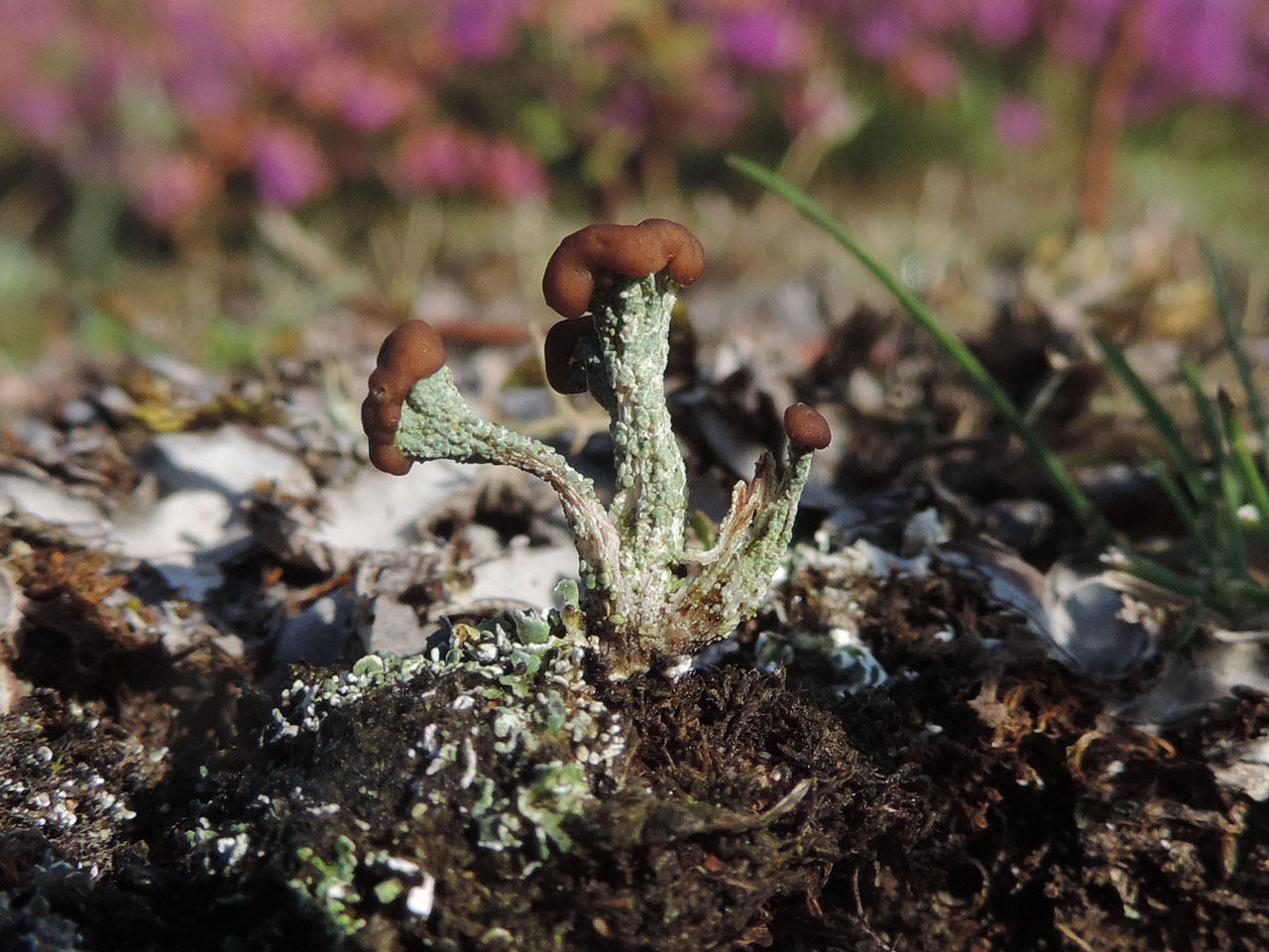 Cladonia cariosa, in Parched Acid Grassland with concrete rubble, on former runway in heath, Prees Heath, Shropshire © Neil A Sanderson Cladonia cariosa, Prees Heath, Shropshire