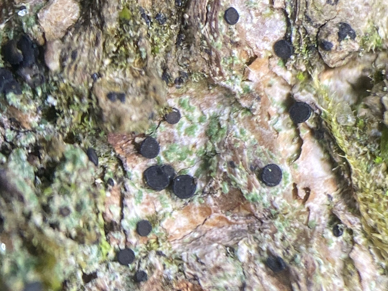 Scutula circumspecta, thallus visible, in small wound track on damaged young Beech in pasture woodland, Coomy Hat, Busketts, New Forest © Neil A Sanderson Scutula circumspecta, Busketts, New Forest