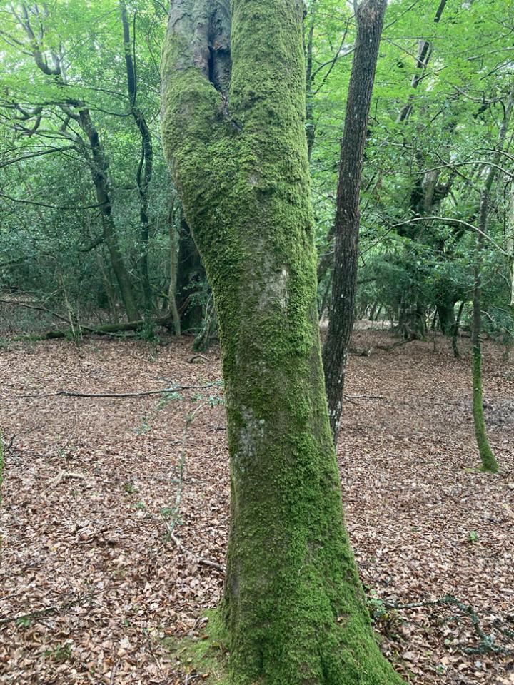 Scutula circumspecta, habitat, small wound on damaged young Beech, in regenerating area in old growth pasture woodland, Coomy Hat, Busketts, New Forest © Neil A Sanderson Scutula circumspecta, habitat, Busketts, New Forest