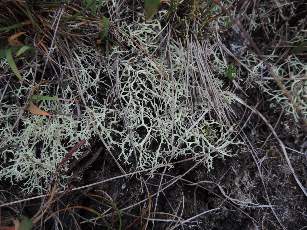 Cladonia zopfii in wet moorland, Gleann Beag, Alladale, Ross, it proved to be widespread in this habit in Alladale - © Neil A Sanderson Cladonia zopfii Alladale