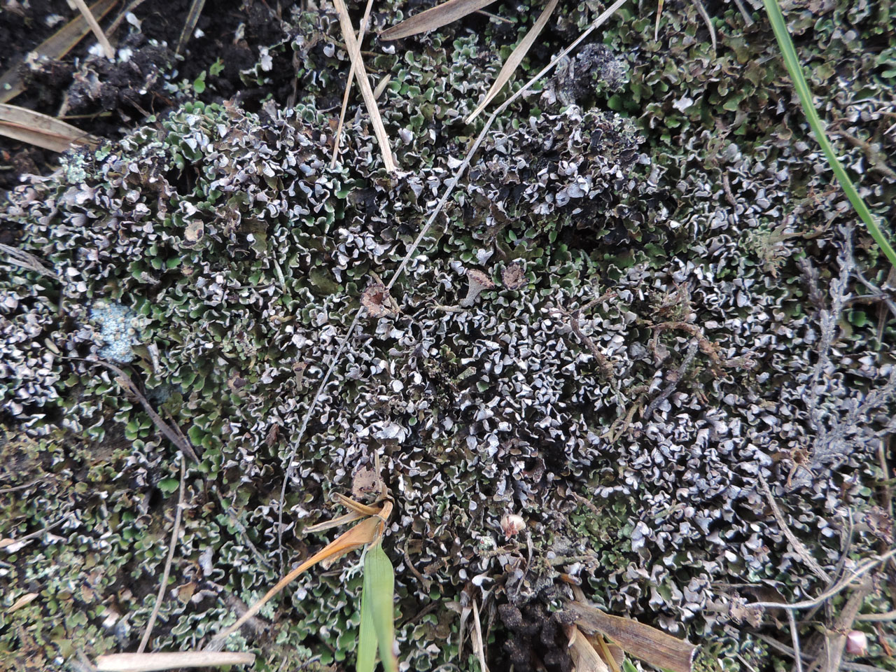 Cladonia firma mat with some podetia, Beaulieu Heath, New Forest © Neil A Sanderson Cladonia firma, podetia, Beaulieu Heath, New Forest