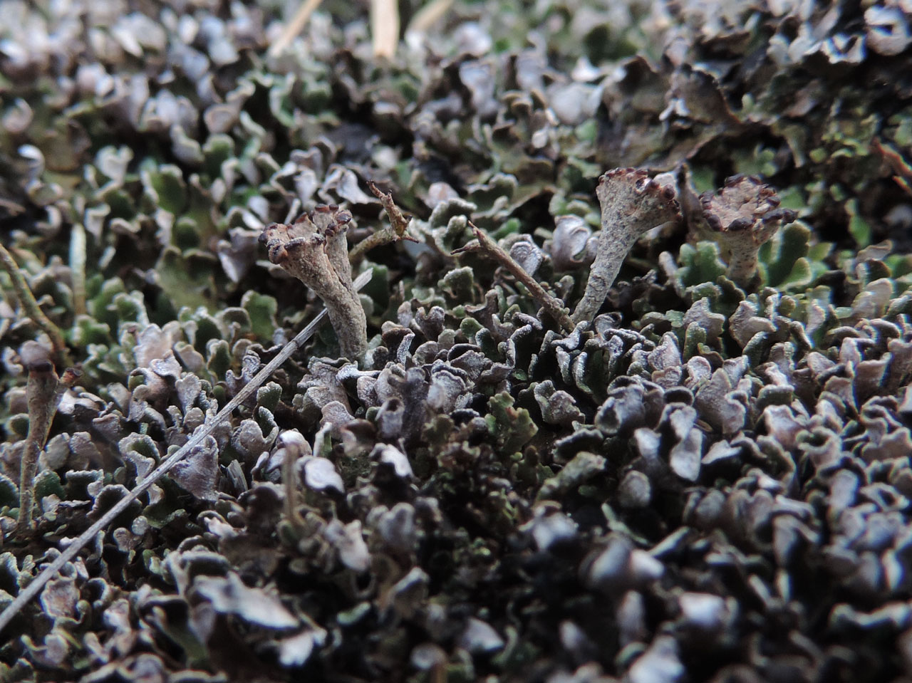 Cladonia firma with podetia, Beaulieu Heath, New Forest © Neil A Sanderson Cladonia firma, podetia, Beaulieu Heath, New Forest