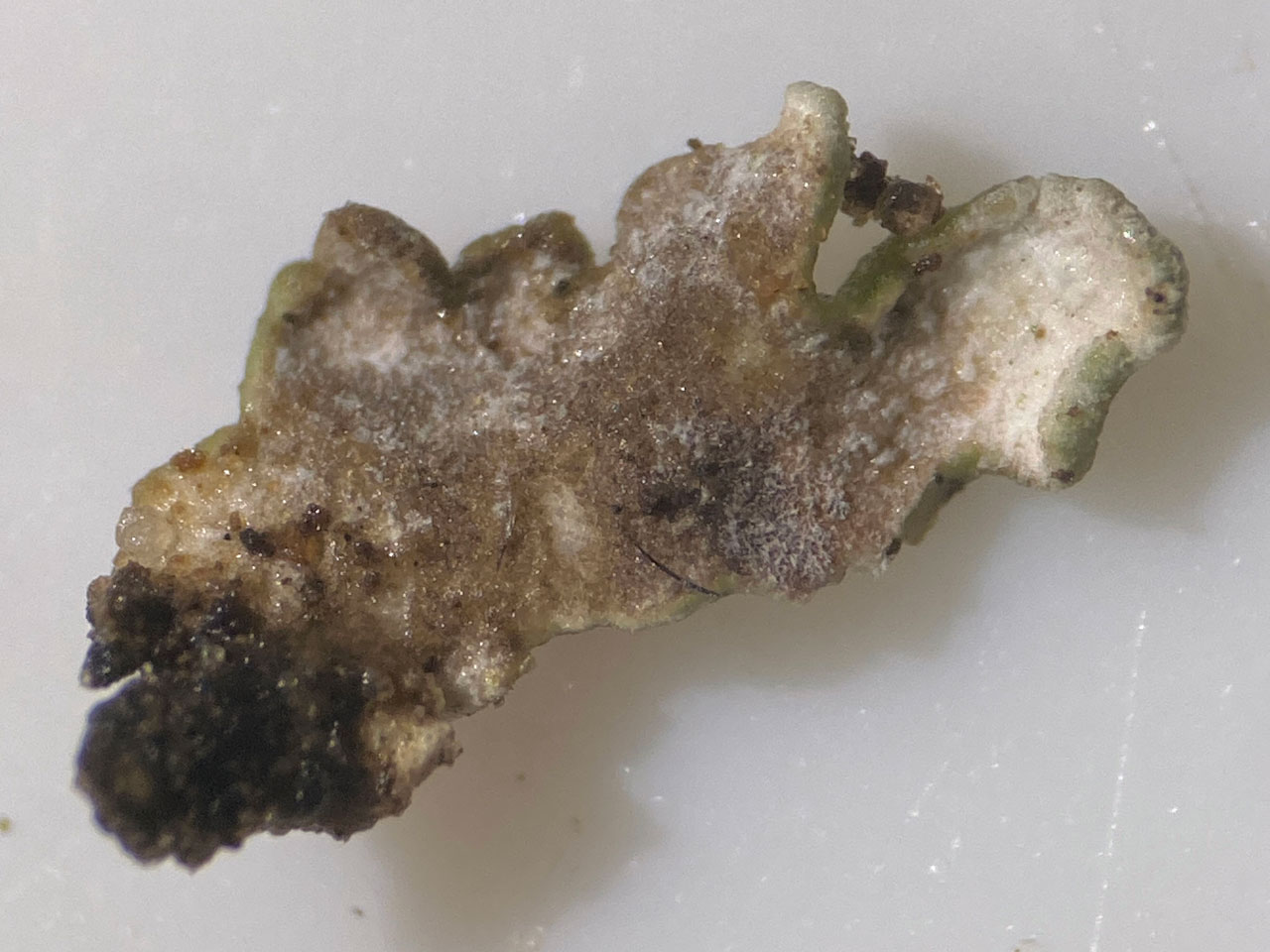 Cladonia firma, underside of squamule, Beaulieu Heath, New Forest © Neil A Sanderson Cladonia firma, underside of squamule, Beaulieu Heath, New Forest