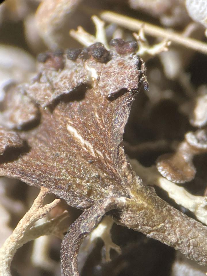 Cladonia firma, with weak K+ spot test, by Pound bottom, New Forest © Neil A Sanderson Cladonia firma, K+ test, by Pound bottom, New Forest