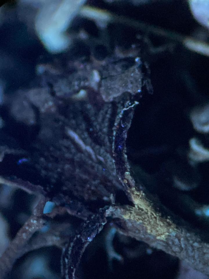 Cladonia firma, with weak K+ spot test amplified by UV, once dry, by Pound bottom, New Forest © Neil A Sanderson Cladonia firma, K/UV test,  Pound bottom, New Forest