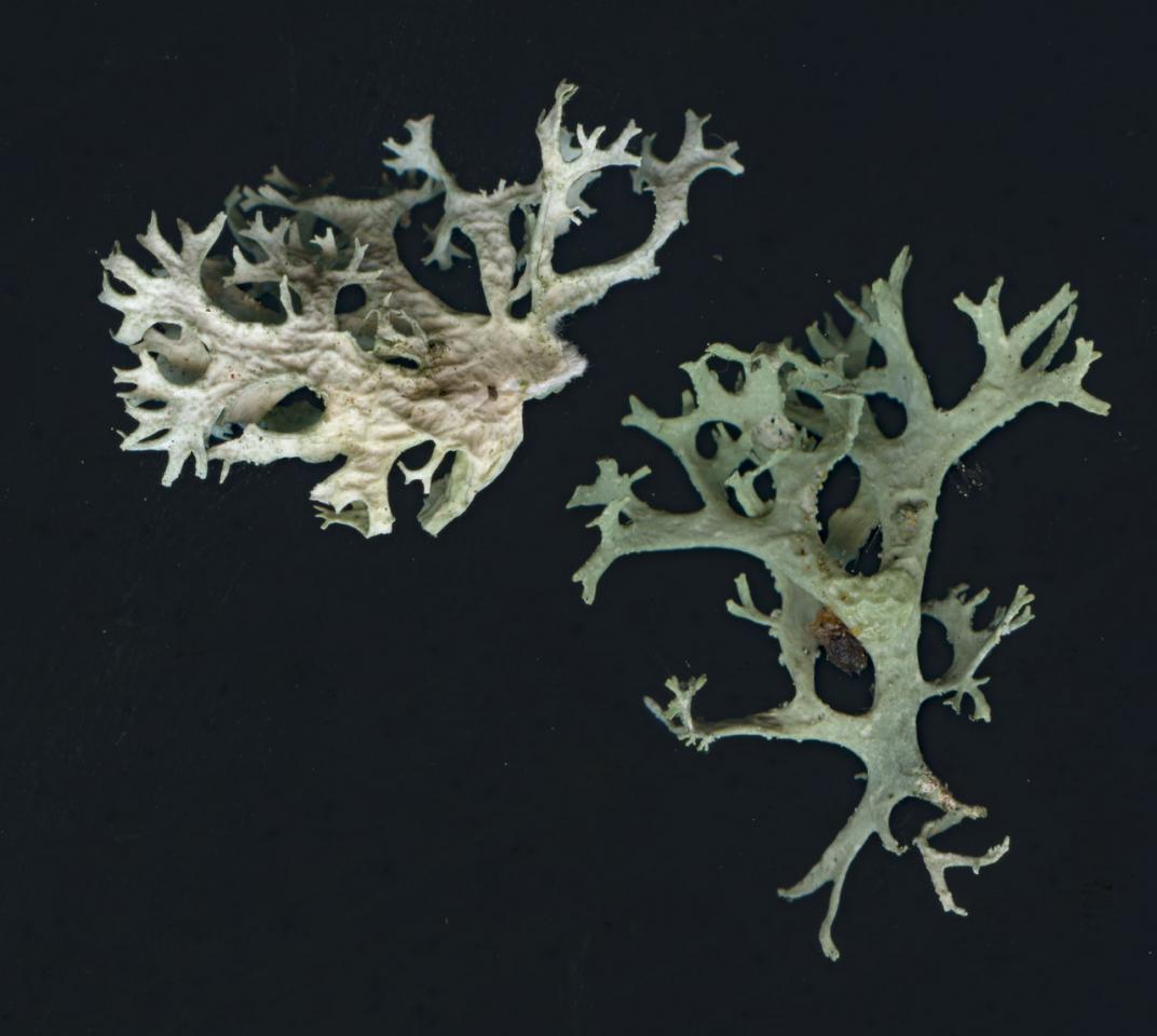 Evernia prunastri, topside right, underside left
