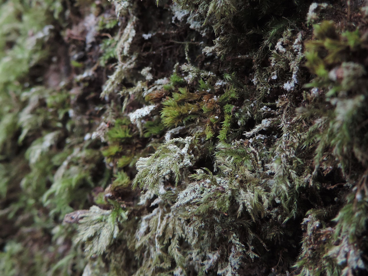 Biatora chrysantha on moss, New Forest