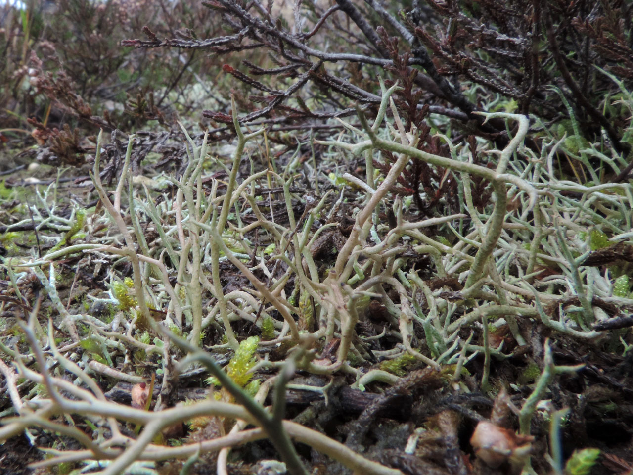 Cladonia furcata subsp. furcata, in heath colonising a gravel pit, Holmsley, New Forest © Neil A Sanderson Cladonia furcata subsp. furcata, Holmsley, New Forest