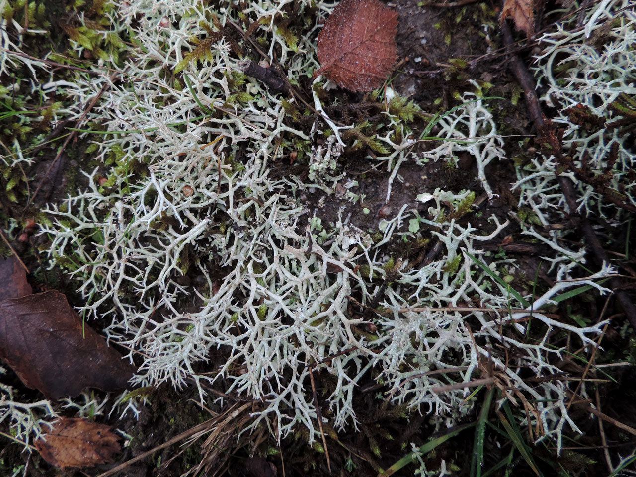 Cladonia rangiformis, in heath colonising a gravel pit, Holmsley, New Forest © Neil A Sanderson Cladonia rangiformis, Holmsley, New Forest