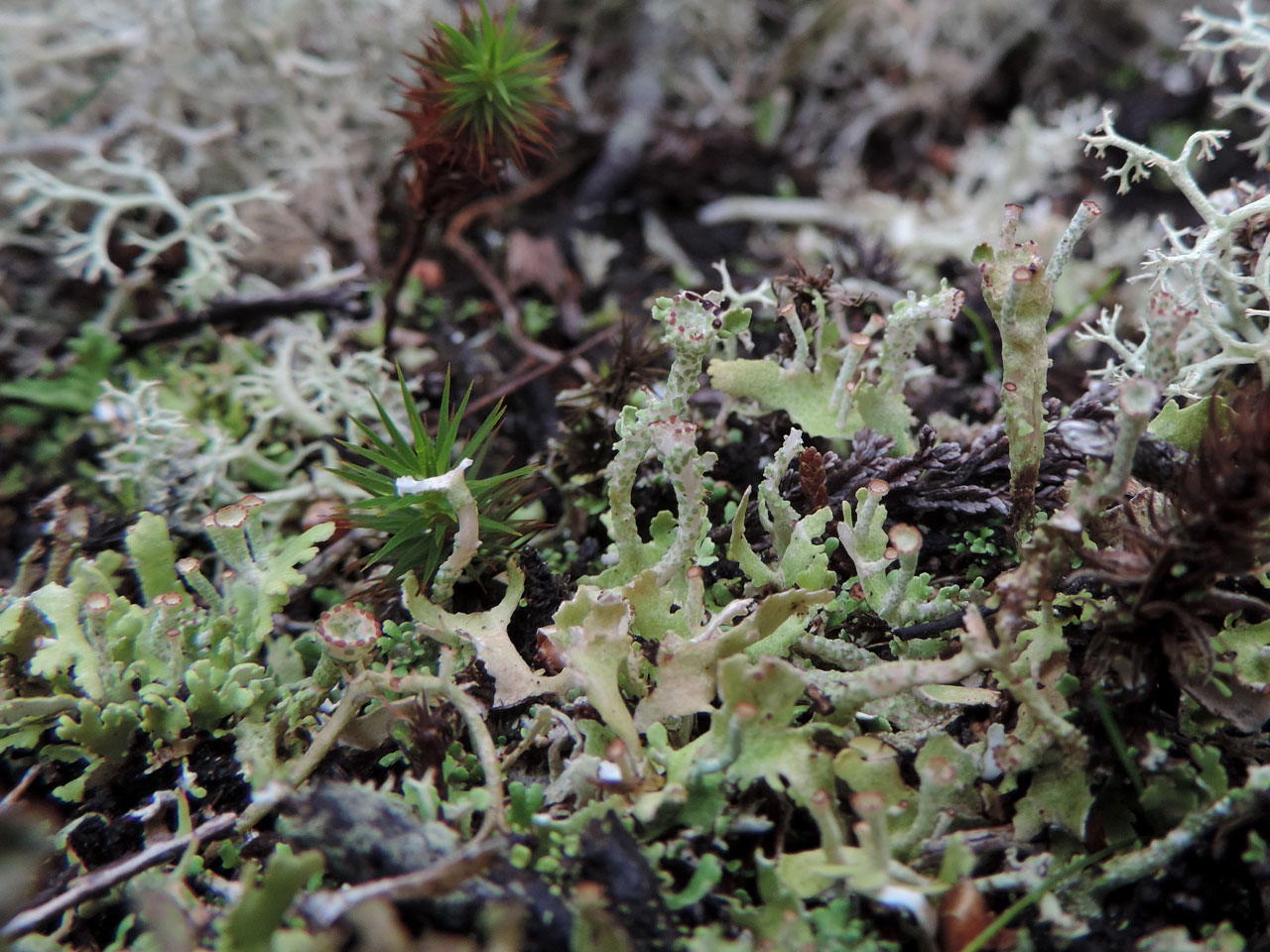 Cladonia foliacea, wet squamules with podetia, in base of gravel pit, New Forest © Neil A Sanderson  Cladonia foliacea, wet, New Forest