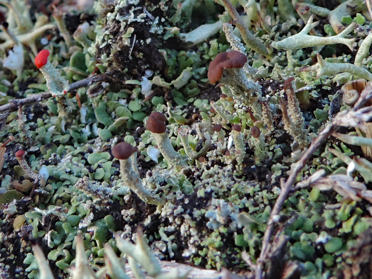 Cladonia ramulosa resembling Cladonia peziziformis but with the cortex peeling on the older podetia and small indented basal squamules, possibly the morph pseudopityrea, in shallow 19th C diggings in heathland, Lyndhurst, New Forest © Neil A Sanderson Cladonia ramulosa, White Moor, Lyndhurst, New Forest