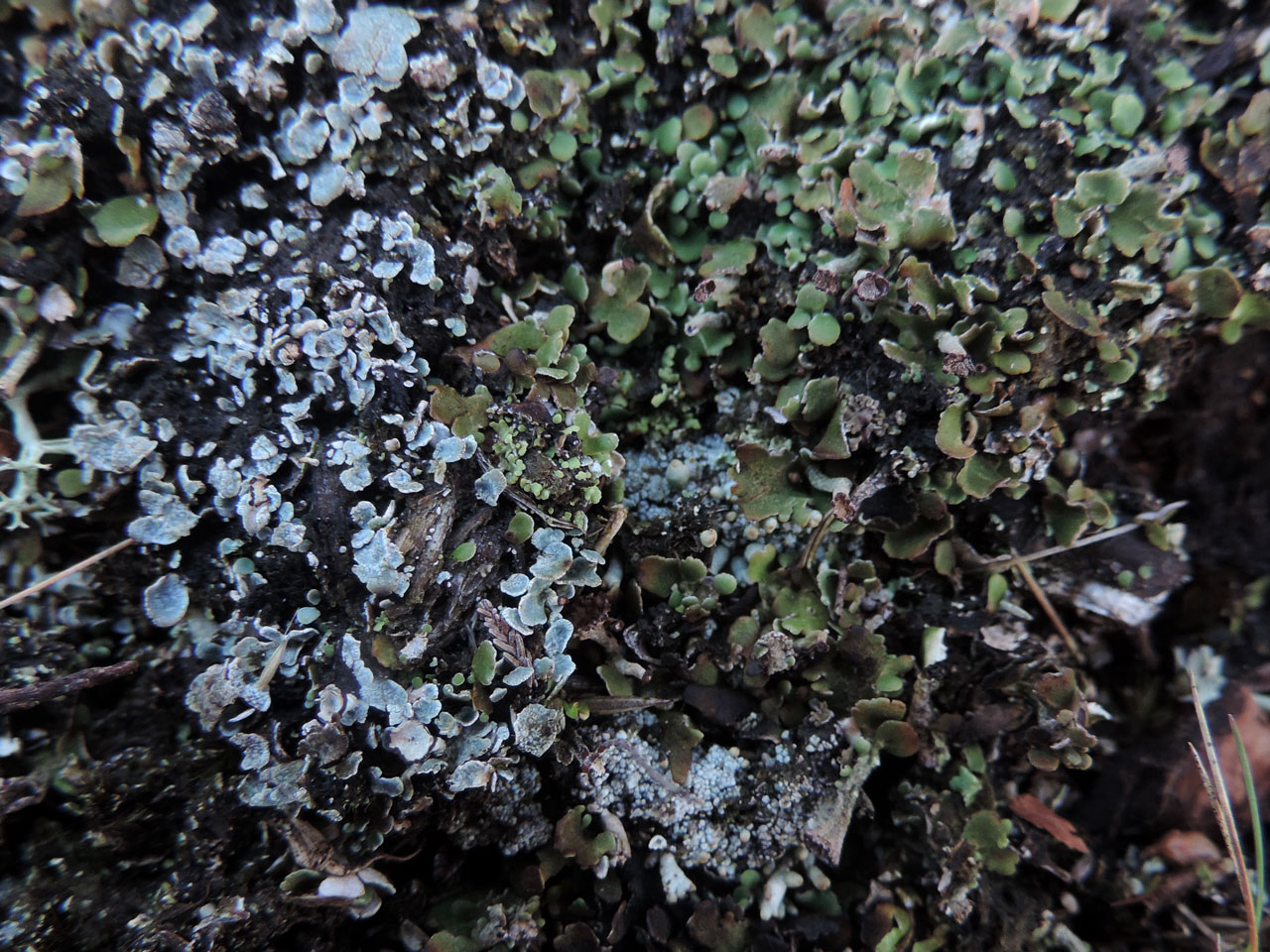 A comparison of the colours of damp Cladonia subcervicornis (left) & Cladonia firma (right), White Moor, New Forest © Neil A Sanderson Cladonia subcervicornis & Cladonia firma, White Moor, New Forest