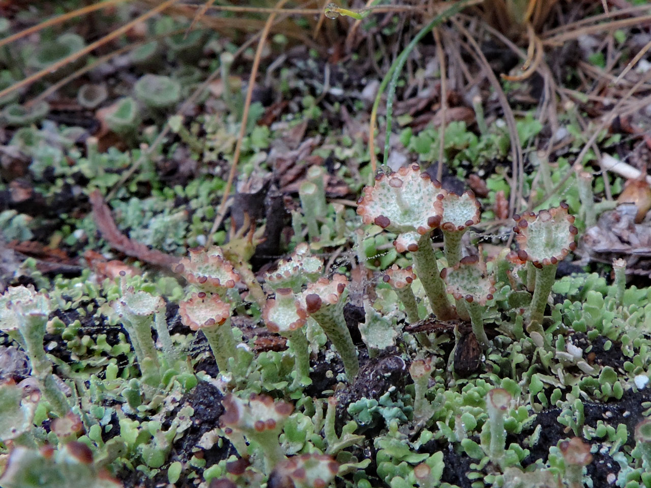 Cladonia cervicornis (possible Cladonia teuvoana?), with podetia, heath disturbed by WWII bombing, Ashley Cross, New Forest © Neil A Sanderson Cladonia cervicornis (possible Cladonia teuvoana?), Ashley Cross, New Forest