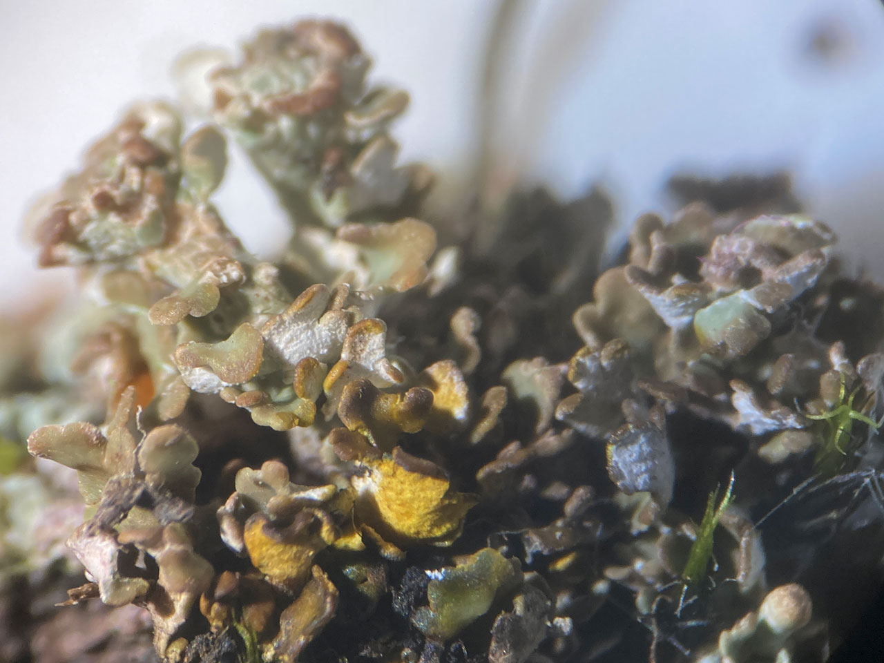 Cladonia pulvinata, Pd+ yellow spot test, Black Bush Plain, New Forest © Neil A Sanderson Cladonia pulvinata, Black Bush Plain, New Forest