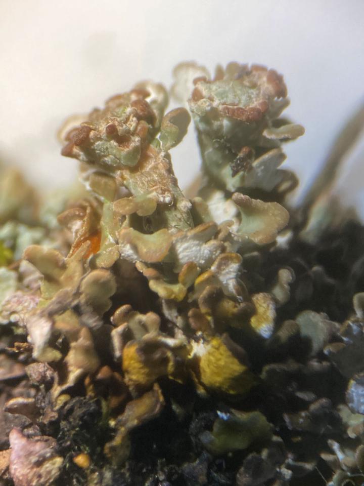 Cladonia pulvinata, close up of small podetia, Black Bush Plain, New Forest © Neil A Sanderson Cladonia pulvinata, Black Bush Plain, New Forest