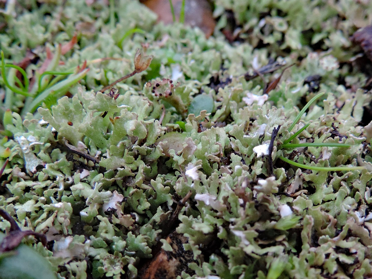 Cladonia foliacea m. angustiloba, wet, the morph with narrow and much branched squamules, costal shingle, Browndown, Hampshire © Neil A Sanderson  Cladonia foliacea m. angustiloba, wet, Browndown, Hampshire