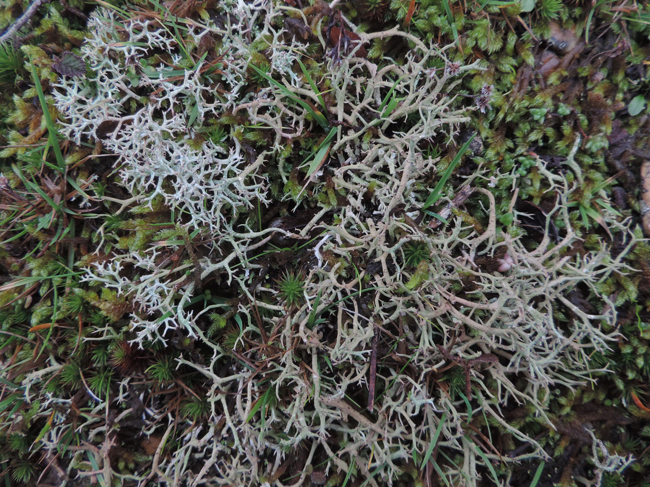 Cladonia furcata subsp. furcata (centre and bottom right) & Cladonia rangiformis (top left),  in parched acid grassland on coastal shingle, Browndown, Hampshire © Neil A Sanderson Cladonia furcata subsp. furcata & Cladonia rangiformis, Browndown, Hampshire