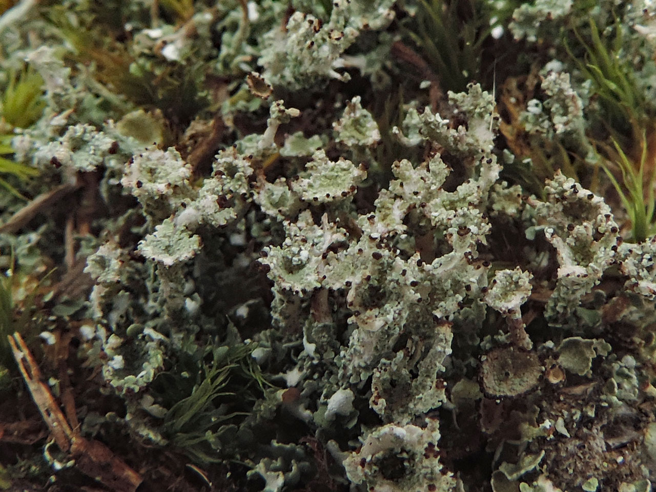 Cladonia ramulosa, heath on a shingle beach, typical scruffy material, with small cups with proliferations projecting out at an angle, Browndown, Hampshire © Neil A Sanderson Cladonia ramulosa, Browndown, Hampshire