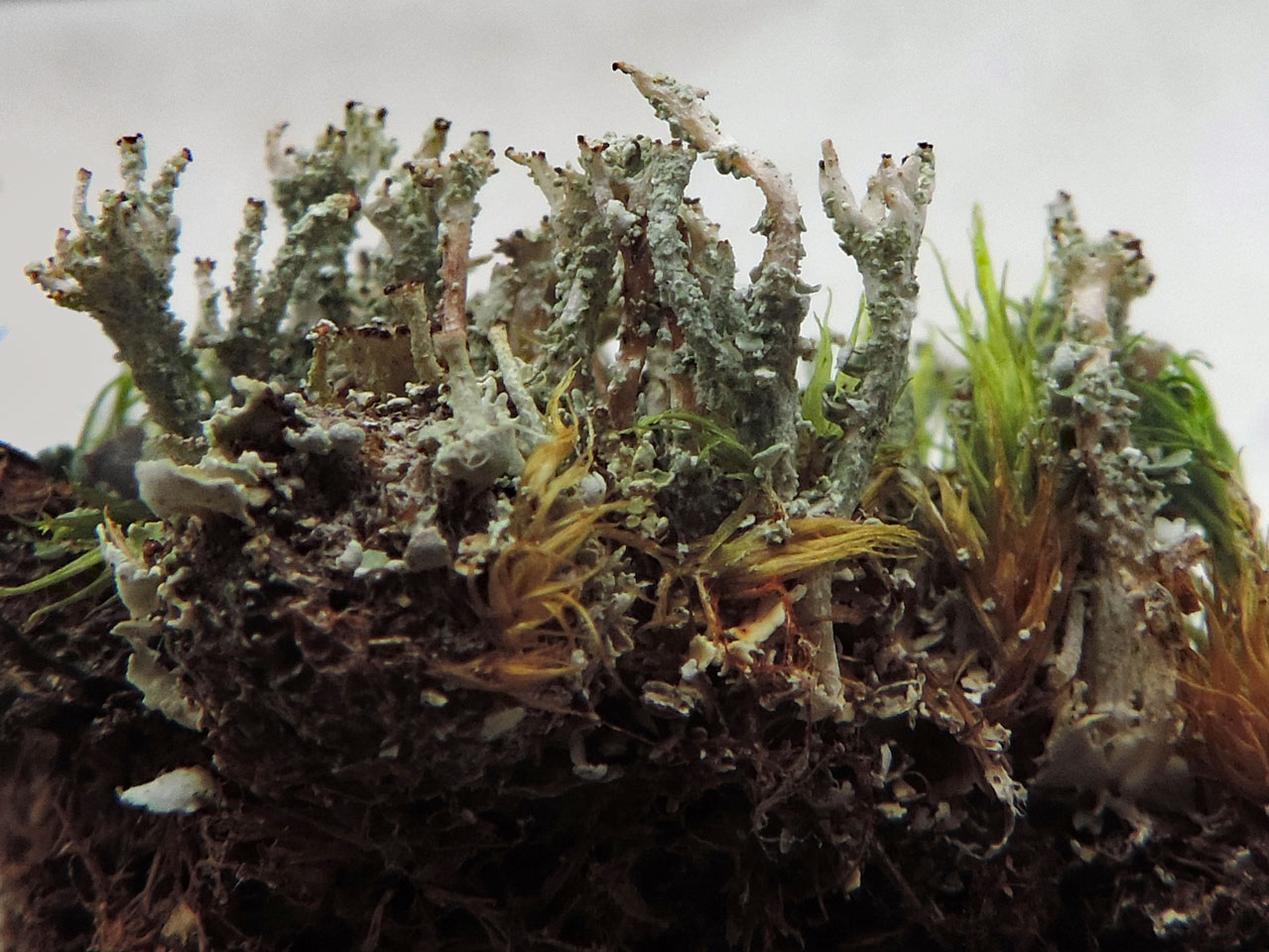 Cladonia ramulosa, heath on a shingle beach, typical scruffy material, with a broken peeling cortex on the podetia, Browndown, Hampshire © Neil A Sanderson Cladonia ramulosa, Browndown, Hampshire