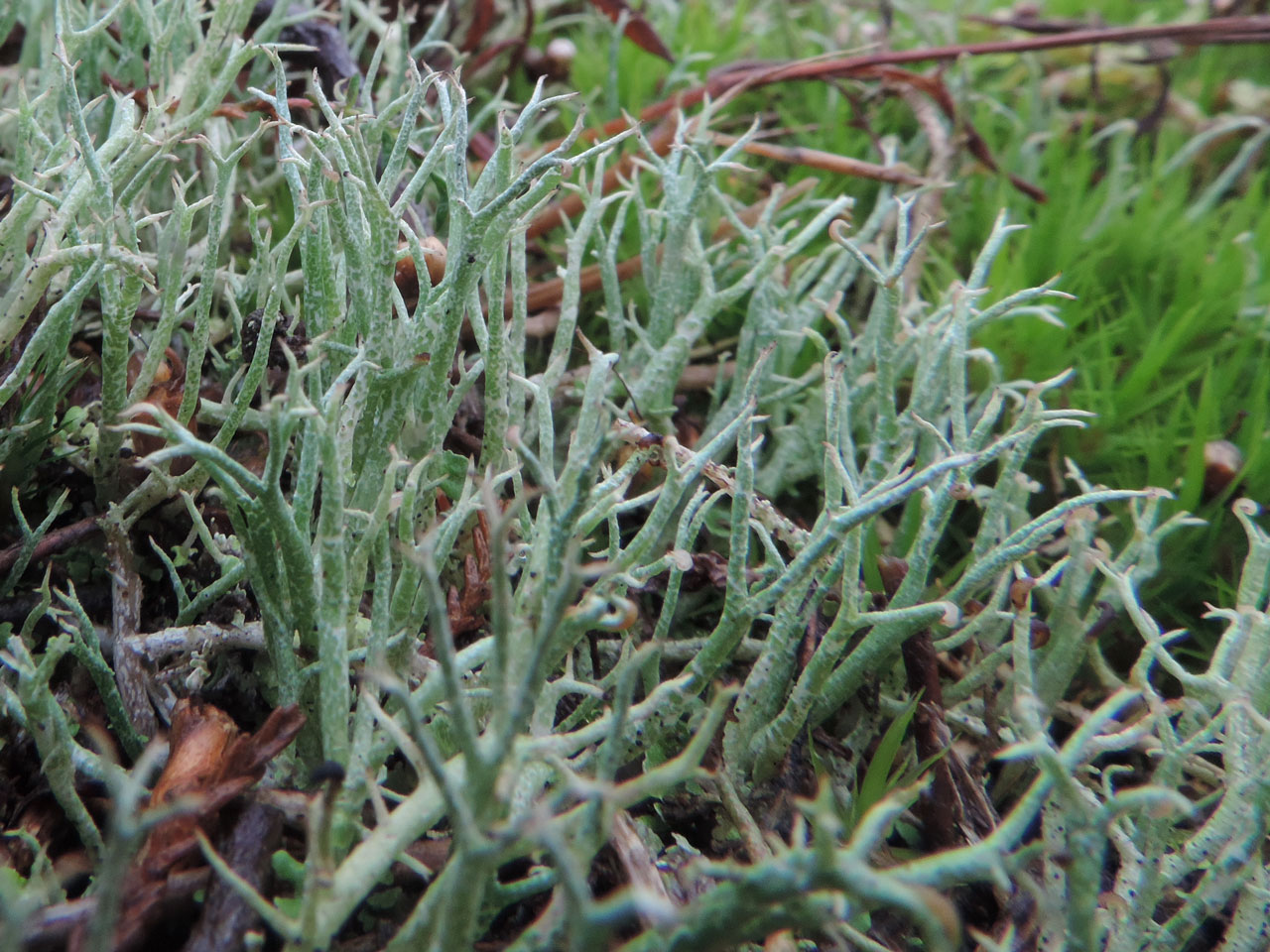 Cladonia furcata subsp. furcata, a pale morph, resembling Cladonia rangiformis in cortex patterning but not branching, heath, Ogdens, New Forest © Neil A Sanderson Cladonia furcata subsp. furcata, a pale morph, Ogdens, New Forest